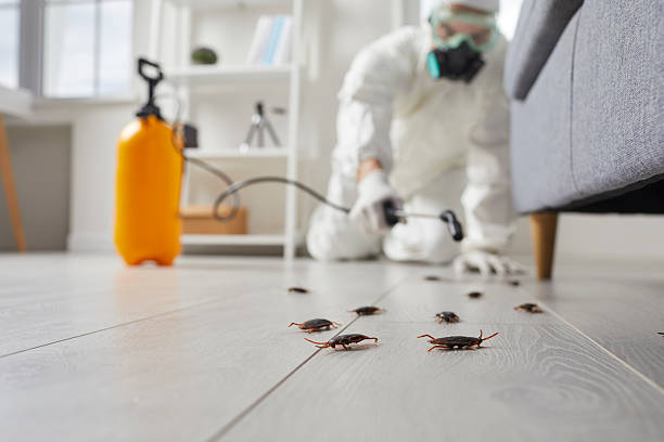 Post-Treatment Bed Bug Interceptor Monitoring in Centerville